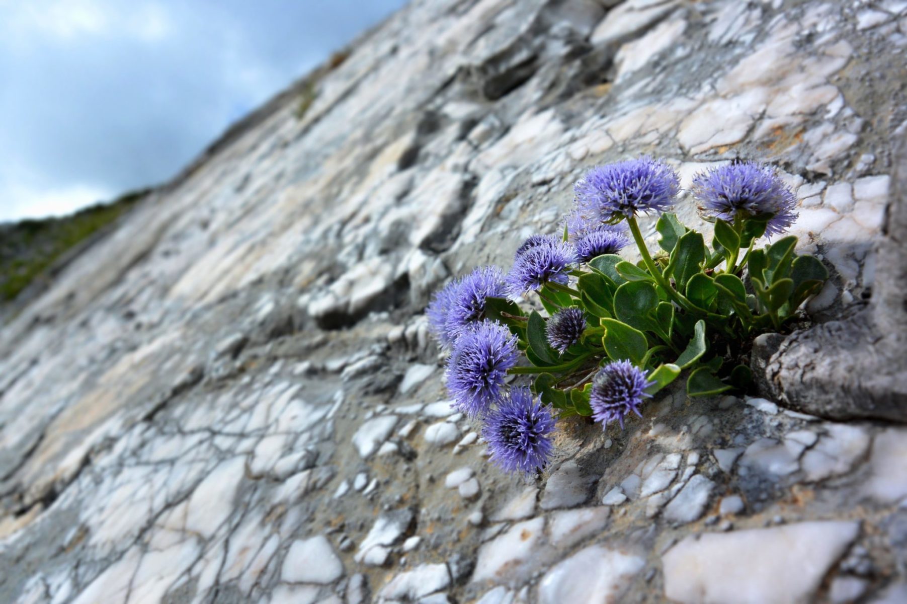 La flora delle Alpi Apuane e